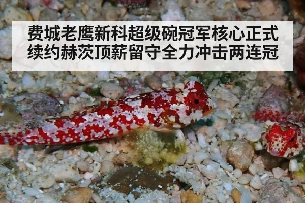 费城老鹰新科超级碗冠军核心正式续约赫茨顶薪留守全力冲击两连冠